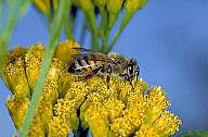 Honey Bee Sitting on Flowers