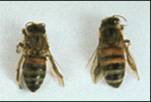 2 Africanized Bees on White Surface