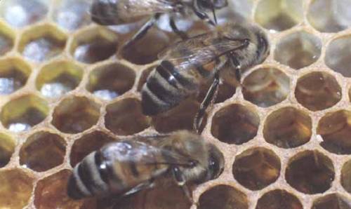 Honey Bee Exploring Comb
