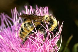 Bumblebee Sitting on Purple Flower