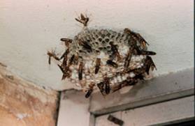 Hornet Nest By Doorway